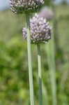 Broadleaf wild leek